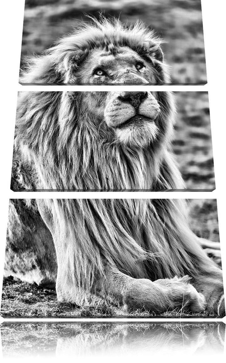 Pixxprint anmutiger weisser Löwe als Leinwandbild/Grösse: 3 Teilig (120x80) / Wandbild/Kunstdruck/fe