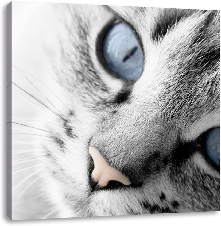 Pixxprint schöne Katzenaugen als Leinwandbild/Grösse: 70x70 cm/Wandbild/Kunstdruck/fertig bespannt,