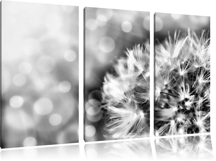 Pixxprint Monocrome, Zauberhafte Pusteblume 3-Teiler Leinwandbild 120x80 Bild auf Leinwand