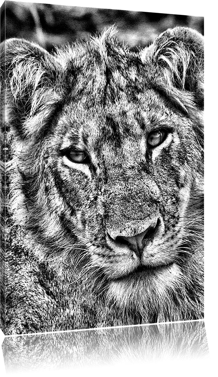 Monocrome, Löwenteenager, Format: 100x70 auf Leinwand, XXL riesige Bilder fertig gerahmt mit Keilrah