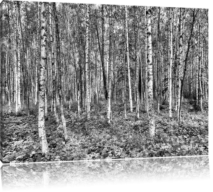Monocrome, Birkenwald, Format: 100x70 auf Leinwand, XXL riesige Bilder fertig gerahmt mit Keilrahmen