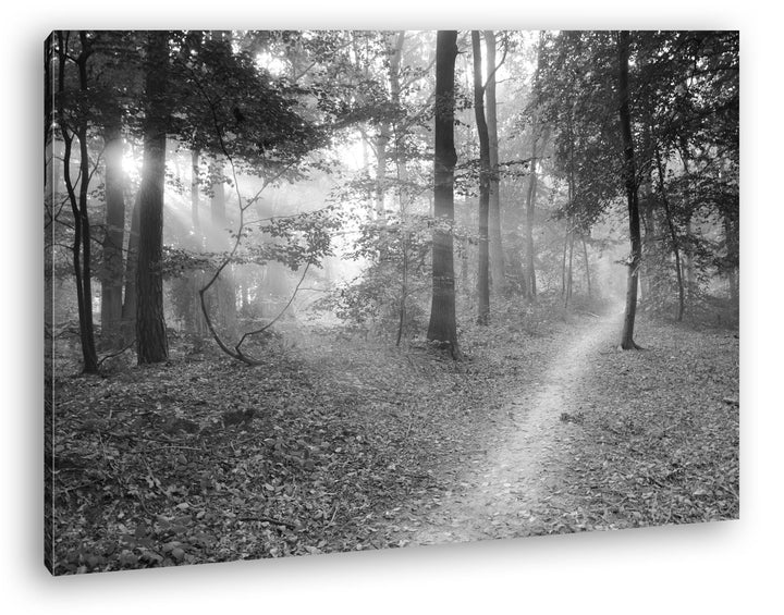 deyoli ruhiger Waldweg Effekt: Schwarz/Weiss Format: 80x60 als Leinwand, Motiv fertig gerahmt auf Ec