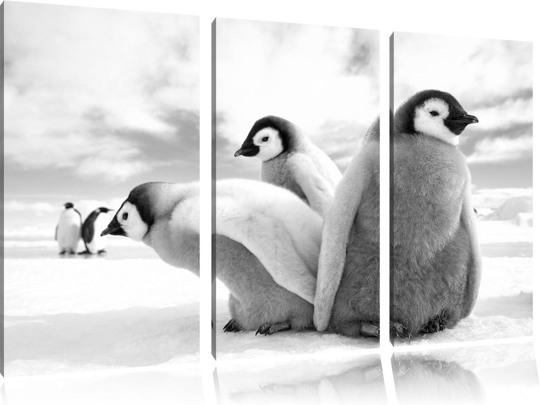 Pixxprint Kaiserpinguin Gruppe als Leinwandbild/Grösse: 3 Teilig (120x80) cm/Wandbild/Kunstdruck/fer