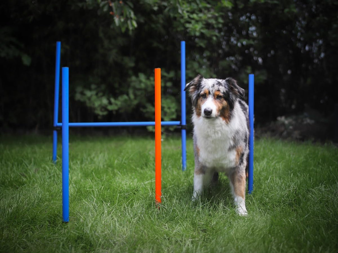 NATIV LEMODO Agility Set Hunde | Hundetraining mit Agility Hürde und Sprungring | Einfach zu transpo