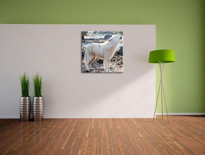 Pixxprint heulende Wölfe, Format: 70x70 auf Leinwand, XXL riesige Bilder fertig gerahmt mit Keilrahm