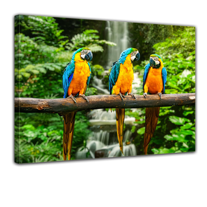 Bilderdepot24 Bild auf Leinwand | Blau-Gelber Papagei I in 60x50 cm als Wandbild | Wand-deko Dekorat