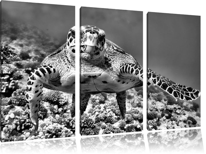Pixxprint Schildkröte Korallenriff als Leinwandbild | Grösse: 3 Teilig (120x80) | Wandbild| Kunstdru