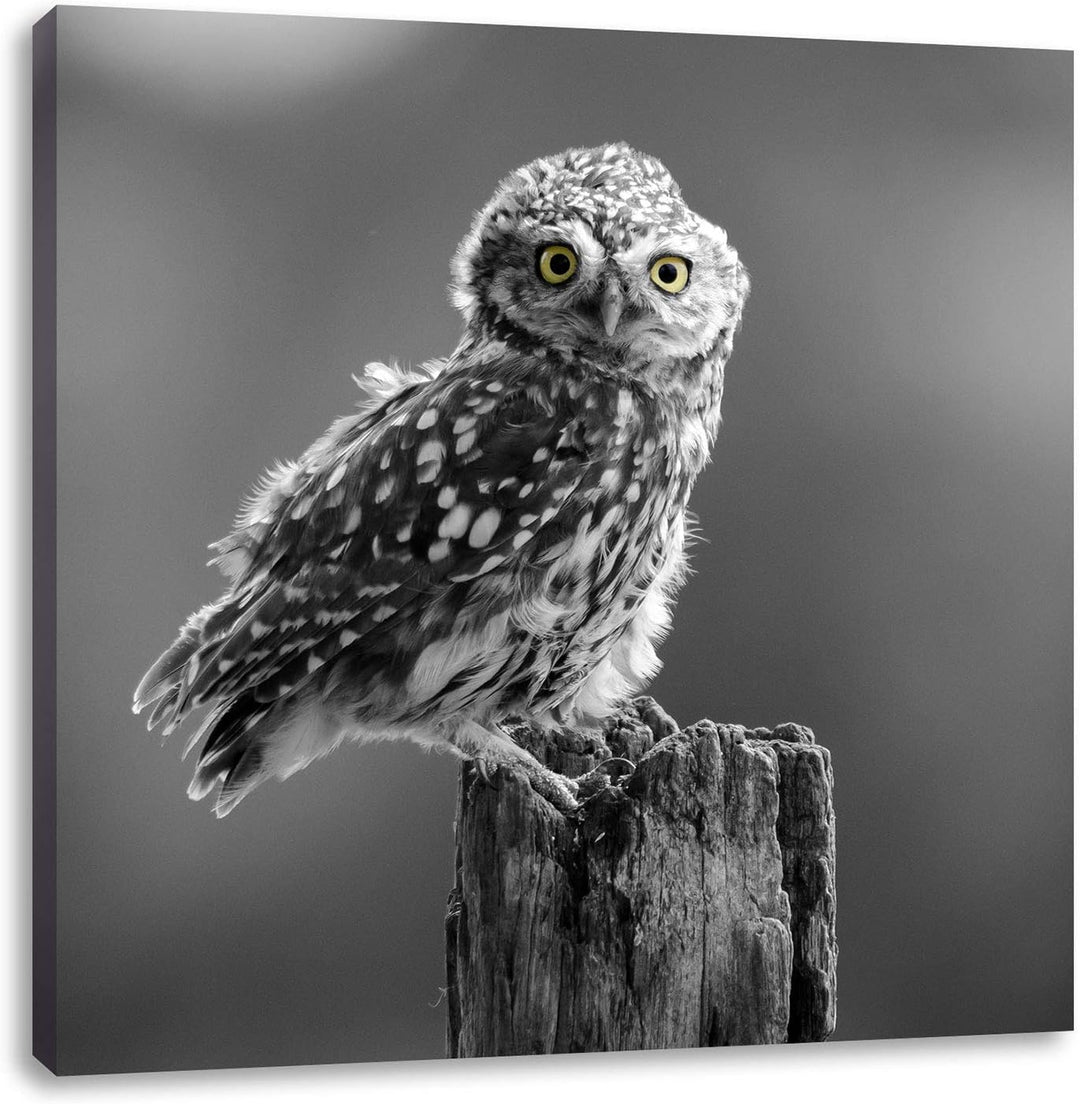 Pixxprint lustige Eule auf Baumstumpf schwarz/weiss, Format: 70x70 auf Leinwand, 70x70