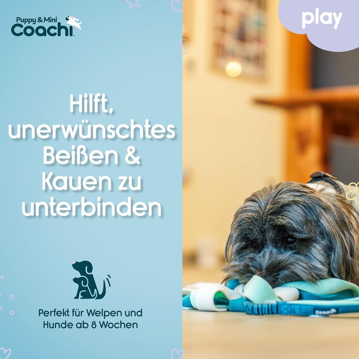 Coachi Puppy & Mini Tuggi Spider - Ideal für Zerr- und Apportierspiele, Hundespielzeug Bungee-Griff.