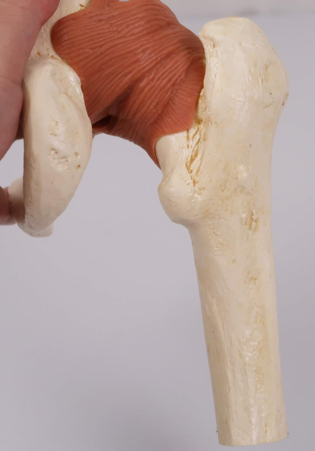 3B Scientific Menschliche Anatomie - Luxus Hüftgelenk-Funktionsmodell + kostenlose Anatomie App - 3B