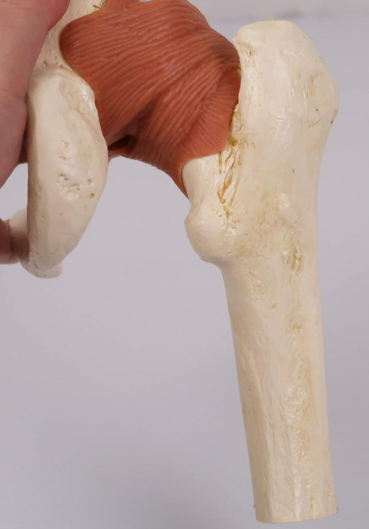 3B Scientific Menschliche Anatomie - Luxus Hüftgelenk-Funktionsmodell + kostenlose Anatomie App - 3B