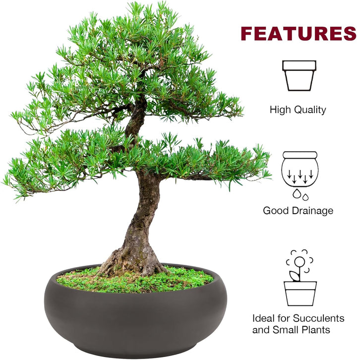 Bonsai-Topf, 20,3 cm, unglasiert, rund, Keramik, Sukkulenten-Übertopf + Drainage-Sieb