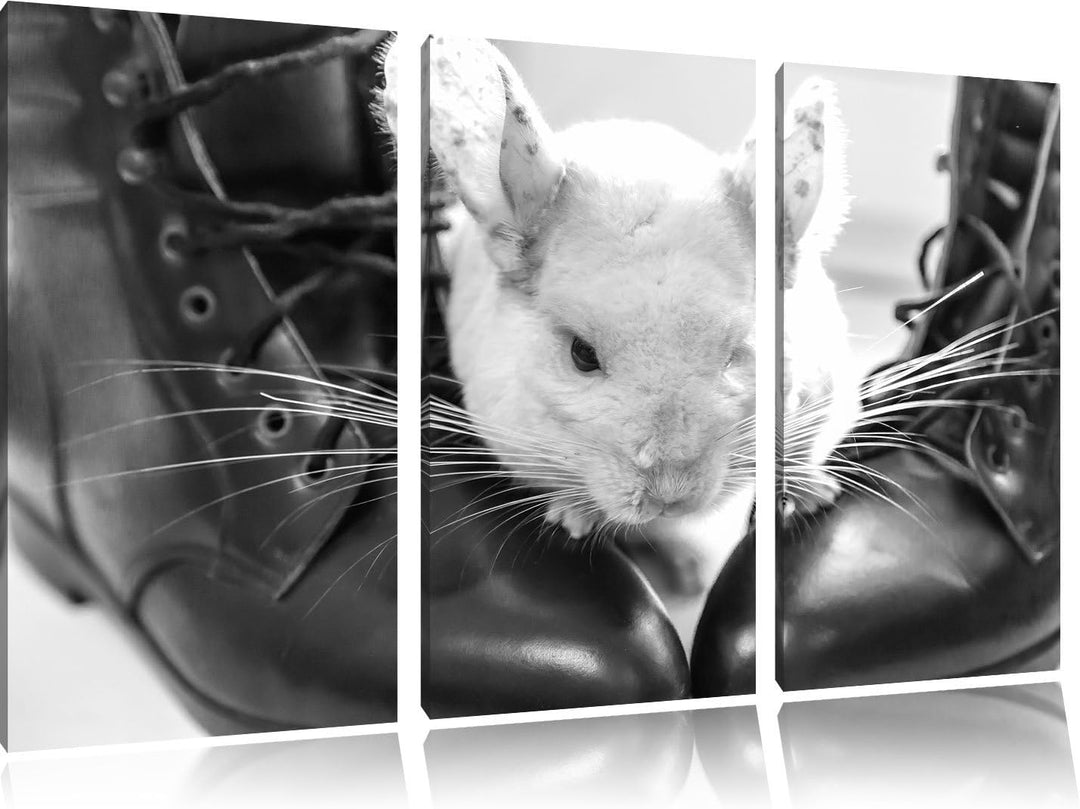 Pixxprint Chinchilla zwischen Schuhen als Leinwandbild/Grösse: 3 Teilig (120x80) cm/Wandbild/Kunstdr