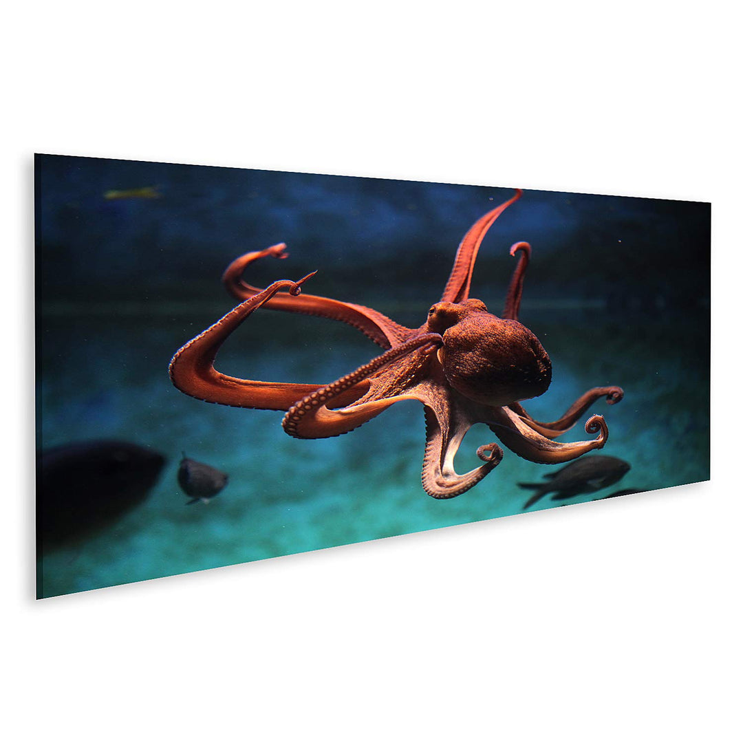 islandburner Bild auf Leinwand Gewöhnlicher Oktopus (Octopus Vulgaris) Wildlife Tier Bilder Wandbild