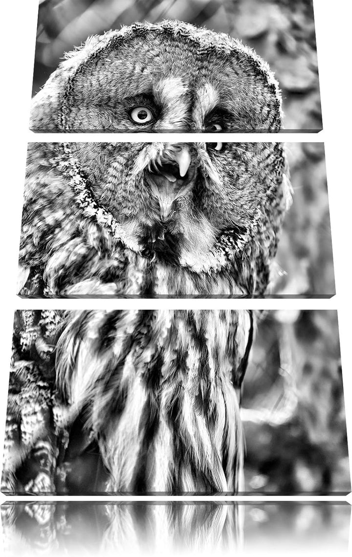 Pixxprint prächtiger Habichtskauz als Leinwandbild/Grösse: 3 Teilig (120x80) cm/Wandbild/Kunstdruck/