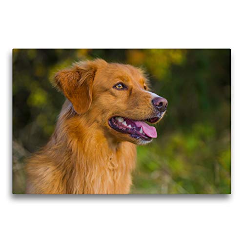 Premium Textil-Leinwand 75 x 50 cm Quer-Format Nova Scotia Duck Tolling Retriever Rüdenporträt, Lein