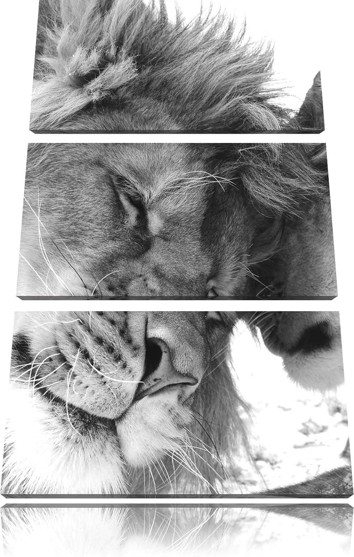 Pixxprint Bezauberndes kuschelndes Löwenpaar als Leinwandbild/Grösse: 3 Teilig (120x80) cm/Wandbild/