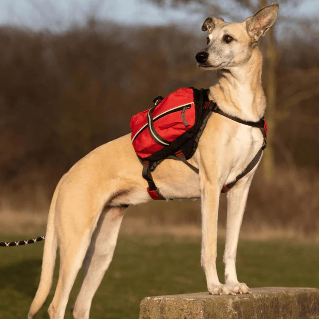 iEnergy™ MAL Hunderucksack - Wetterfester Rucksack für Hunde – Gut gepolsterter Wanderrucksack (Klei