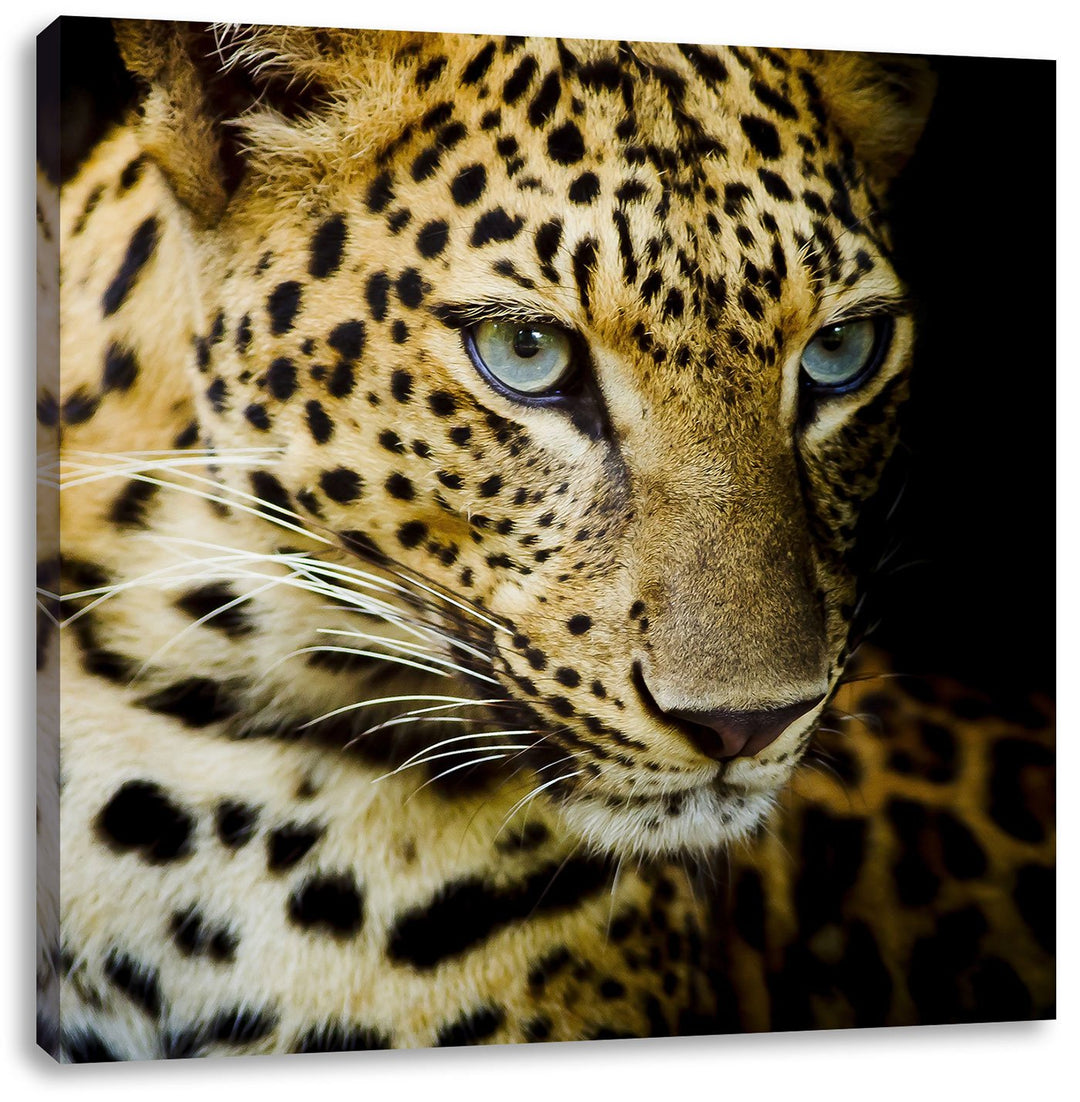 Leopard mit blauen Augen, Format: 70x70 auf Leinwand, XXL riesige Bilder fertig gerahmt mit Keilrahm