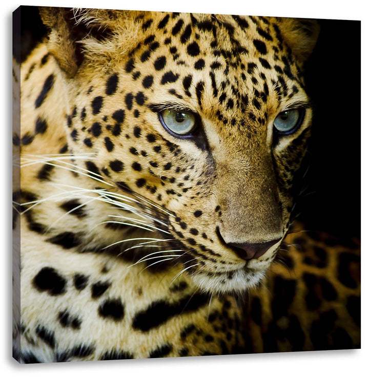 Leopard mit blauen Augen, Format: 70x70 auf Leinwand, XXL riesige Bilder fertig gerahmt mit Keilrahm