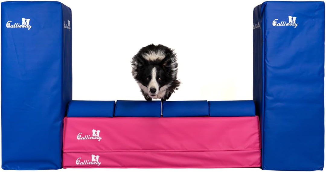 Callieway Turnier Agility Mauer „Bounce Over - Soft“ – alle FCI Sprunghöhen (Fuchsia/blau), fuchsia/