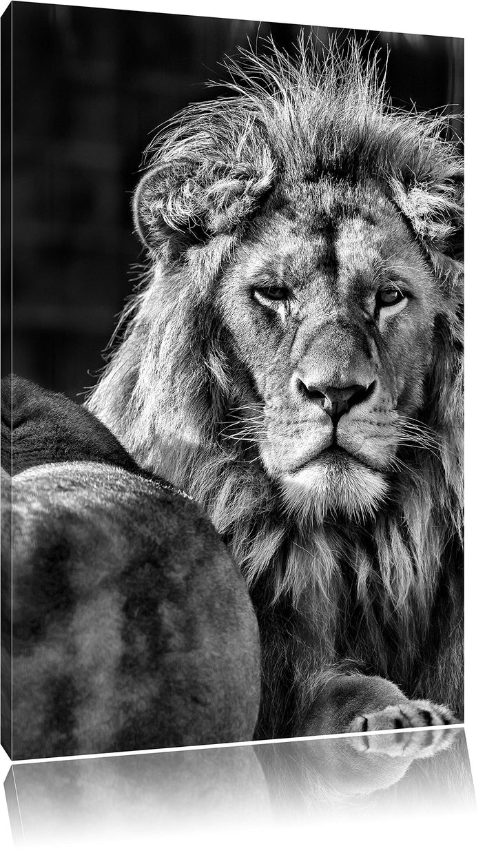 Pixxprint Monocrome, schönes Löwenpaar, Format: 100x70 auf Leinwand, 100x70