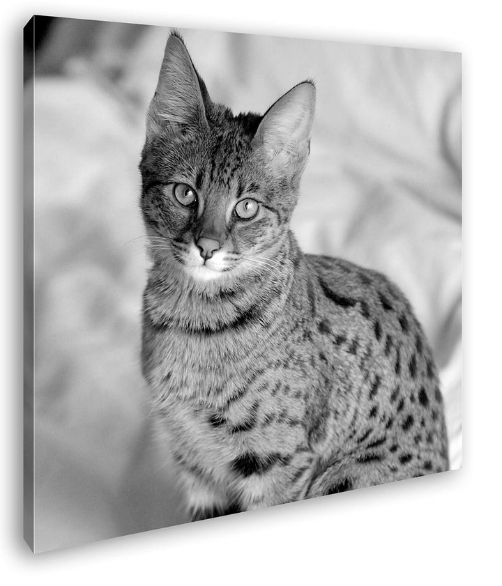 deyoli süsse Savannah Katze Format: 70x70 Effekt: Schwarz&Weiss als Leinwandbild, Motiv auf Echtholz