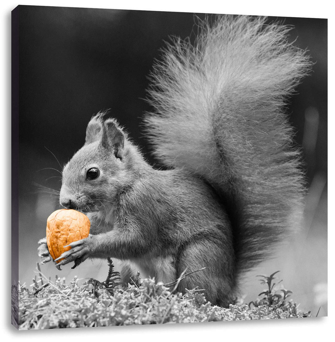 Pixxprint niedliches Eichhörnchen mit Nuss als Leinwandbild/Grösse: 70x70 cm/Wandbild/Kunstdruck/fer