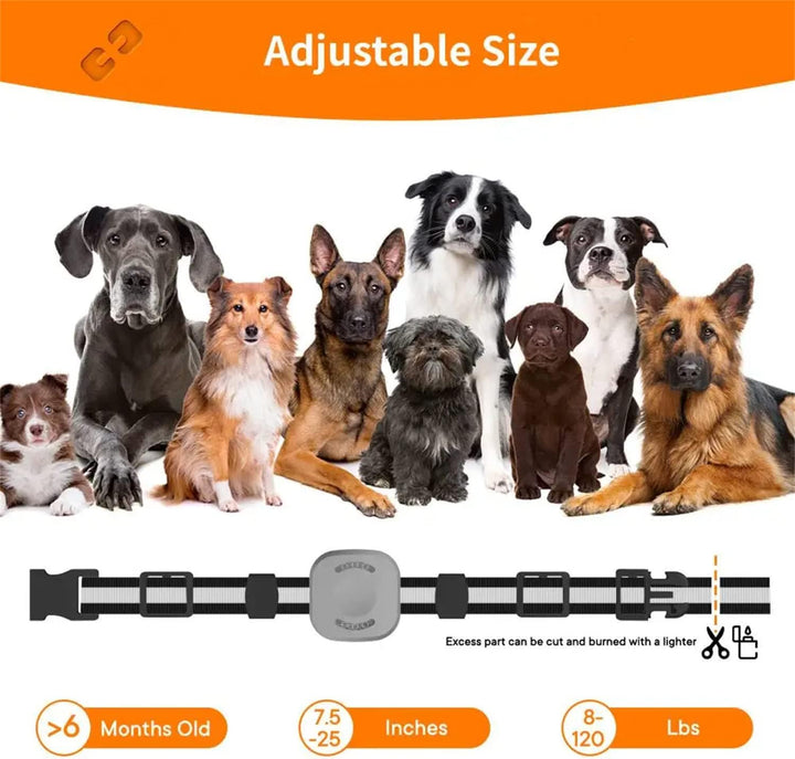 Erziehungshilfen,Agility-Ausrüstung,Ideal auch für Agility-Training.Praktische Hundeerziehungshilfen