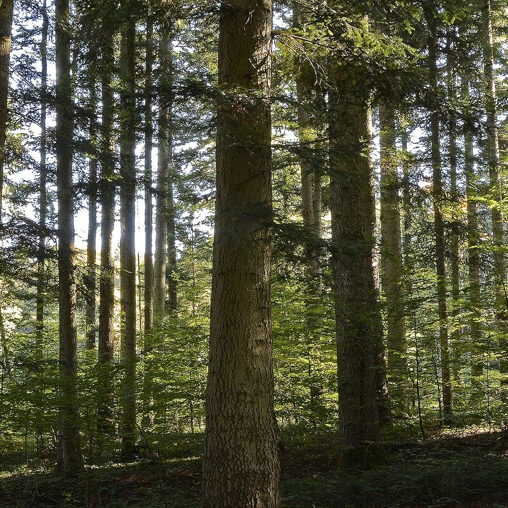 Feeby Leinwandbild Wald 5 TLG Bild Kunstdruck Landschaft Natur Bäume grün 100x70 cm Leinwandbild 100