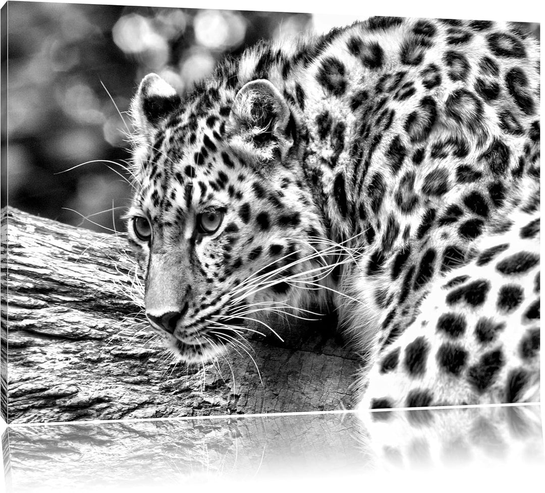 Pixxprint Monocrome, aufmerksamer Leopard auf Baumstamm, Format: 100x70 auf Leinwand, XXL riesige Bi