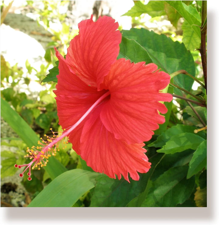WunschPIXEL – Wandbild Blumen auf weissem Acrylglas, Set 4-teilig je 20x20 cm, quadratisch, tropisch