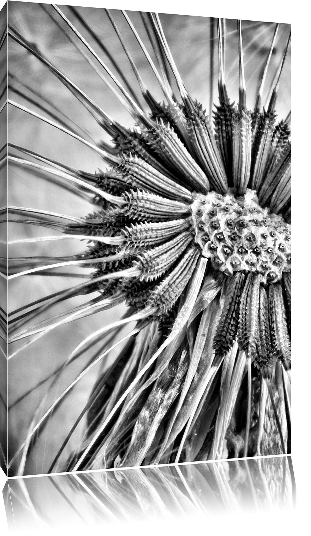 Pixxprint Monocrome, Vertrocknete Pusteblume, Format: 100x70 auf Leinwand, 100x70