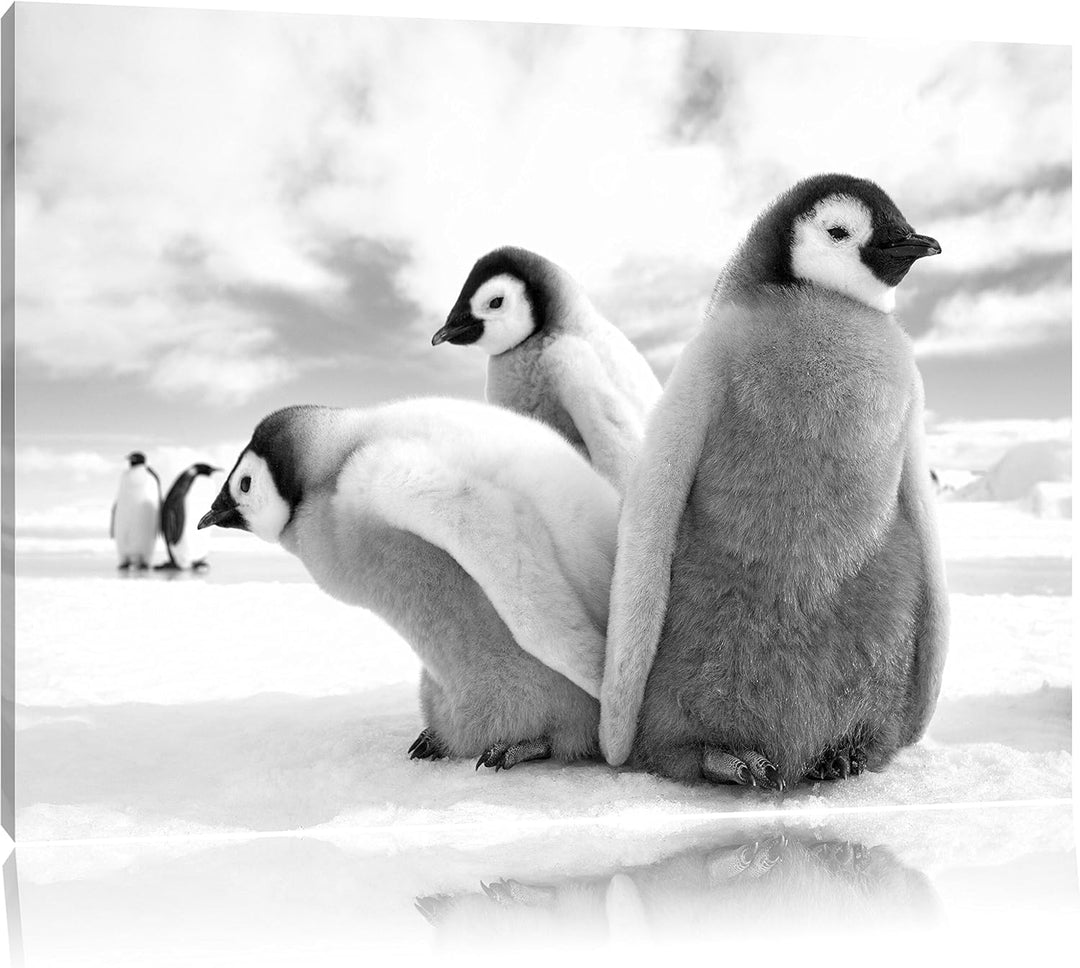 Pixxprint Kaiserpinguin Gruppe / 100x70cm Leinwandbild bespannt auf Holzrahmen/Wandbild Kunstdruck D