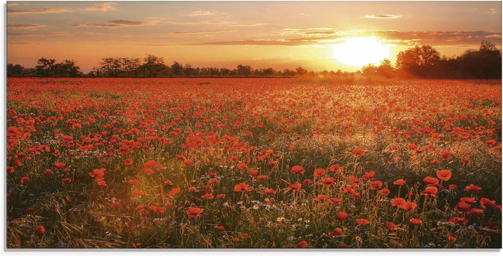 Glasbilder Wandbild Glas Bild einteilig 100x50 cm Querformat Natur Landschaft Blumen Mohnblumen Feld