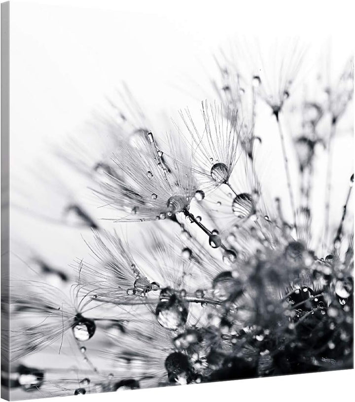 ge Bildet Bild auf Leinwand | another world - schwarz weiss - Blumen Natur Pusteblume H in 50x50 cm