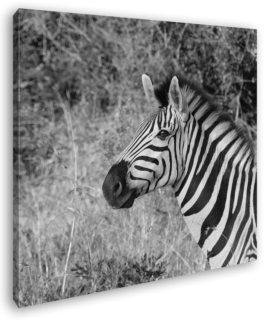 deyoli edles Zebra Format: 60x60 Effekt: Schwarz&Weiss als Leinwandbild, Motiv fertig gerahmt auf Ec