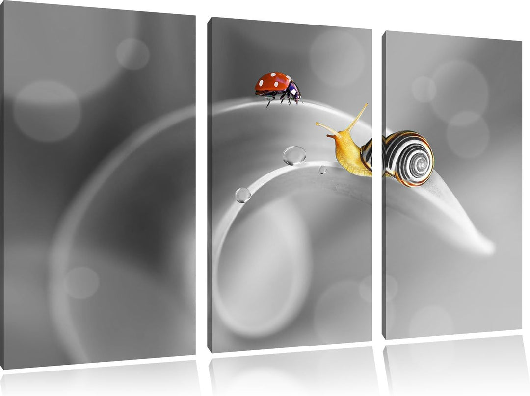 Pixxprint eine Schnecke und Marienkäfer auf Einer Pflanze B&W Detail 3-Teiler Leinwandbild 120x80 Bi