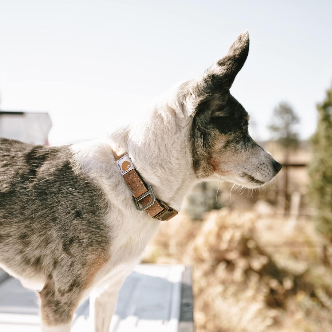 Carhartt Nylon Duck Hundehalsband, voll verstellbar, langlebig, 2-lagig, Cordura-Nylon-Canvas-Halsbä