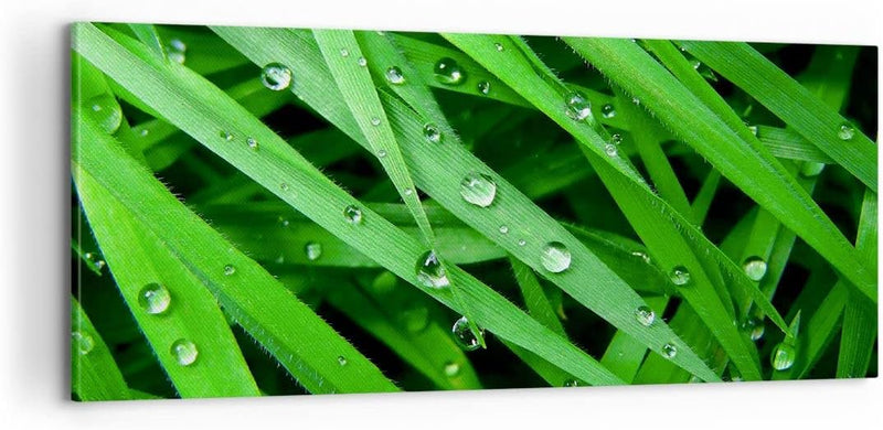 Panorama Bilder auf Leinwand 100x40cm Leinwandbild Natur Gras Wasser Tropfen Gross Wanddeko Bild Sch