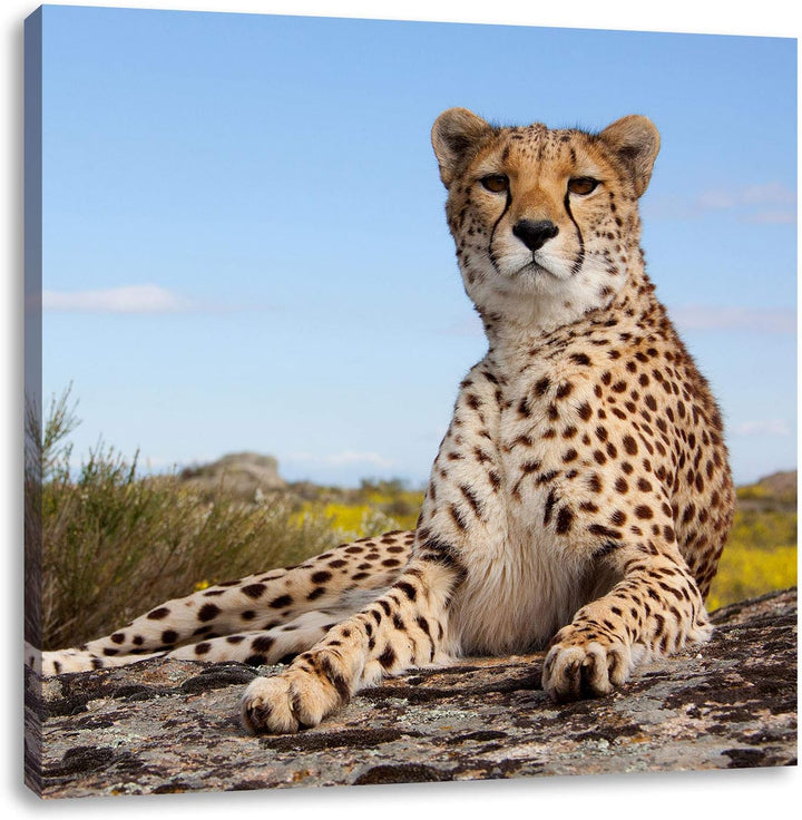 Gepard in Savanne, Format: 70x70 auf Leinwand, XXL riesige Bilder fertig gerahmt mit Keilrahmen, Kun