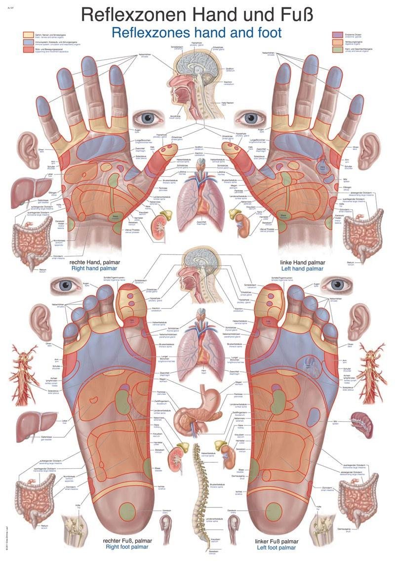 Erler-Zimmer Lehrtafel "Reflexzonen Hand und Fuss"