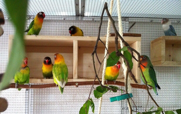 Vogelgaleria® Nistkasten Nymphensittiche gross XXL | Schlafhaus Vogel Naturholz – sicherer Rückzugso