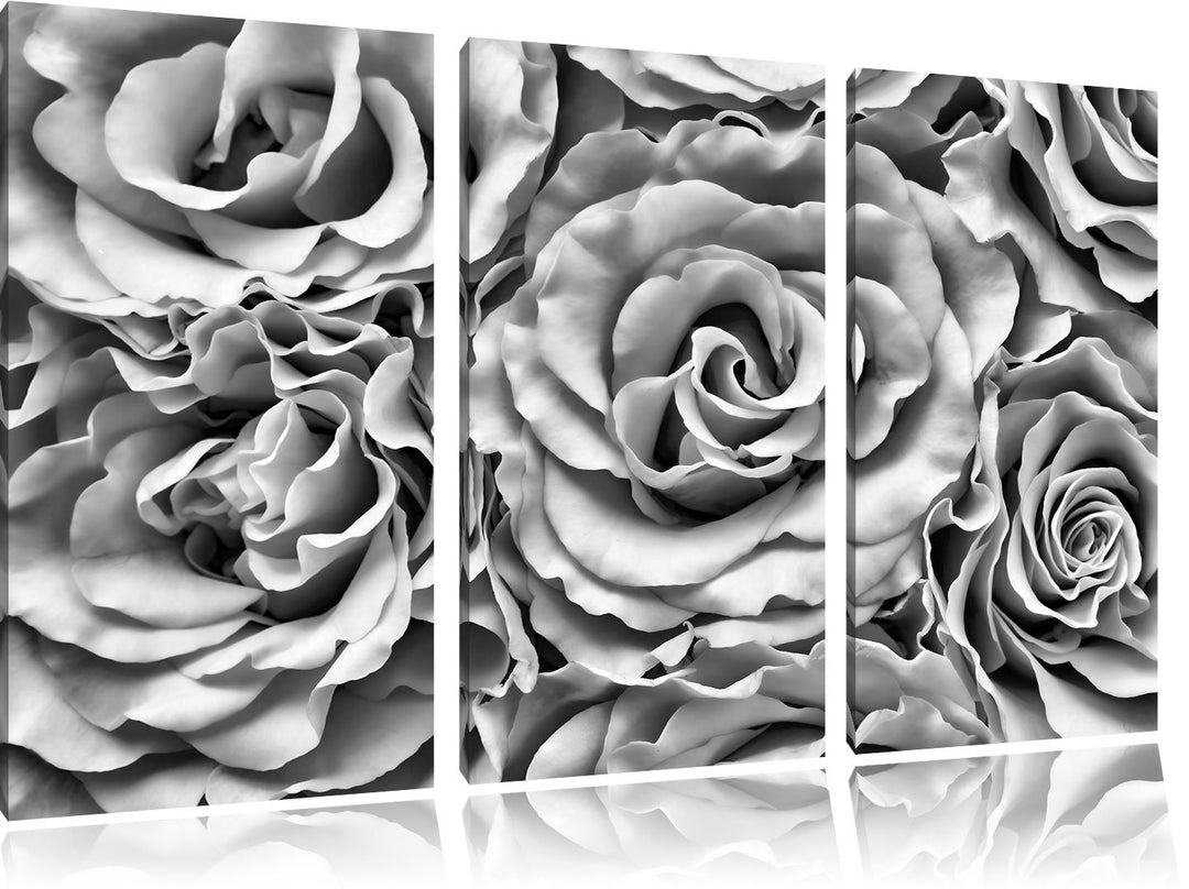 Pixxprint Blumen Rosen Blumenmeer als Leinwandbild/Grösse: 3 Teilig (120x80) cm/Wandbild/Kunstdruck/