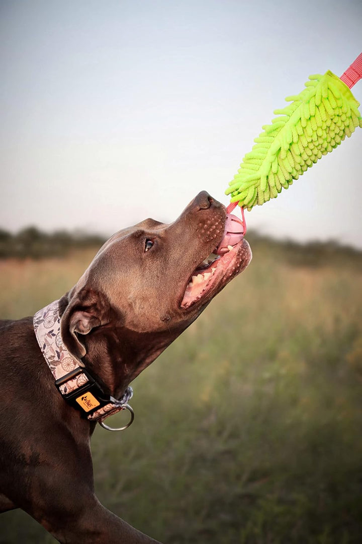 Dingo Mop Bungee Grün mit Vanille Duft Ball Hundespielzeug Agility Apporte 15589 Grün 1 Stück (1er P