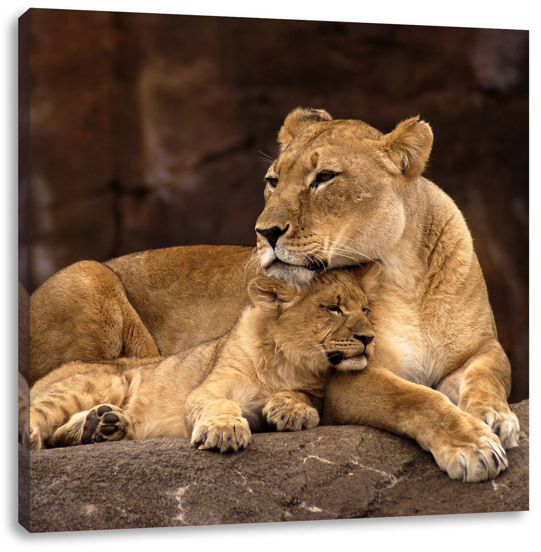 Pixxprint Löwe mit Löwenjungen als Leinwandbild Quadratisch/Grösse: 70x70 / Wandbild/Kunstdruck/fert