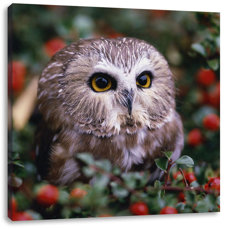 Pixxprint Kleine Eule im Vogelbeerenstrauch, Format: 70x70 auf Leinwand, 70x70