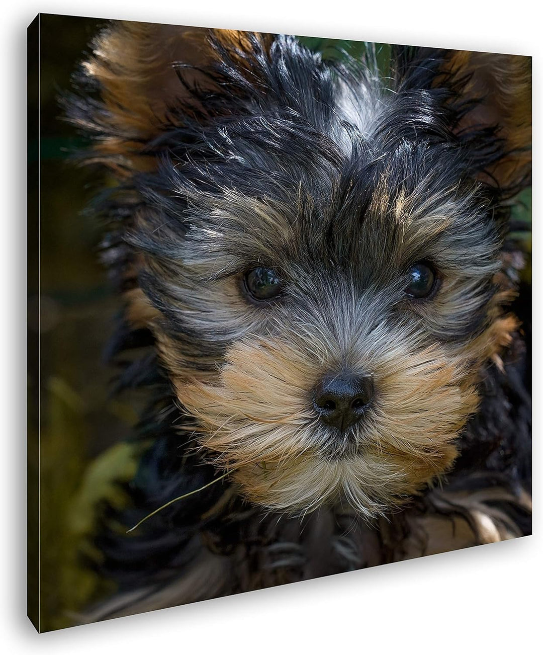 deyoli niedlicher Yorkshire Terrier Format: 70x70 als Leinwandbild, Motiv fertig gerahmt auf Echthol