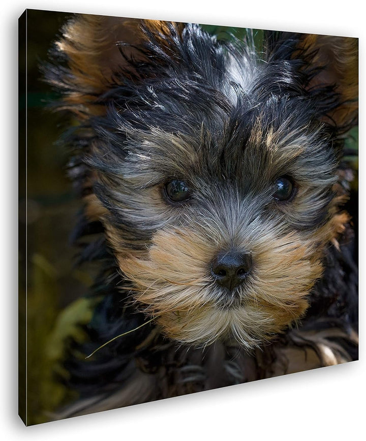 deyoli niedlicher Yorkshire Terrier Format: 70x70 als Leinwandbild, Motiv fertig gerahmt auf Echthol
