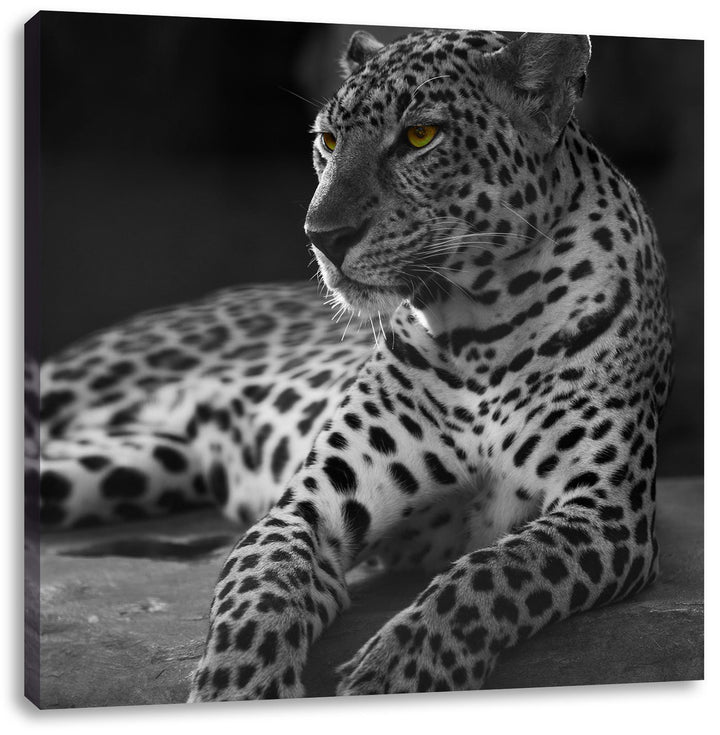 Pixxprint Leopard auf Felsen liegend als Leinwandbild Quadratisch/Grösse: 70x70 / Wandbild/Kunstdruc